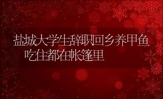 盐城大学生辞职回乡养甲鱼 吃住都在帐篷里 | 动物养殖教程