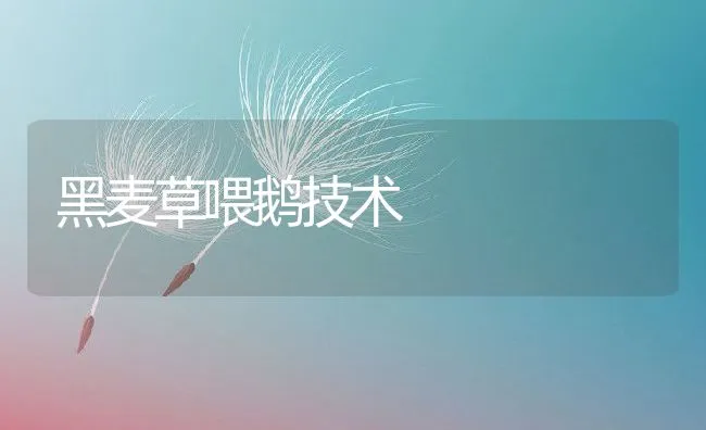 黑麦草喂鹅技术 | 动物养殖饲料