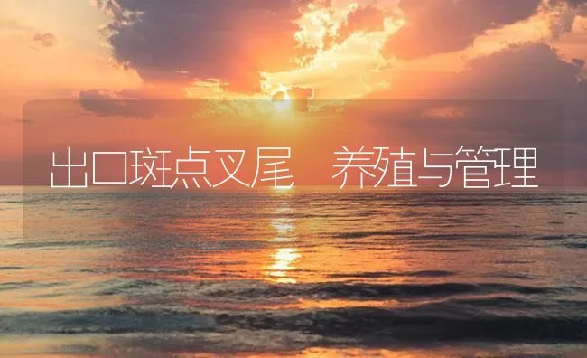 出口斑点叉尾鮰养殖与管理 | 海水养殖技术