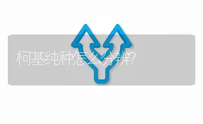 柯基纯种怎么分辨？ | 动物养殖问答