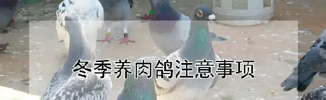 冬季养肉鸽注意事项