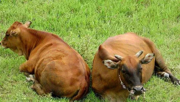 怎样养肉牛 肉牛科学养殖技术