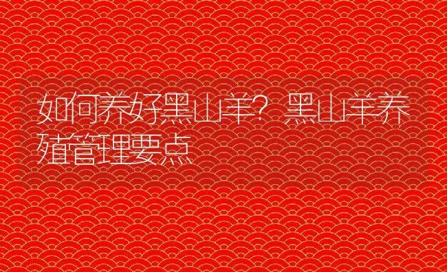 如何养好黑山羊？黑山羊养殖管理要点 | 动物养殖百科