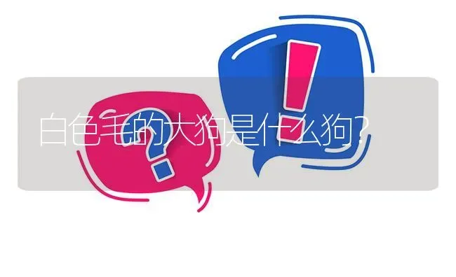 白色毛的大狗是什么狗？ | 动物养殖问答