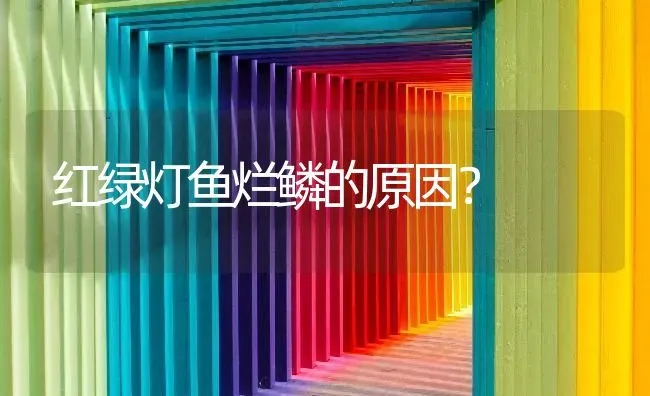 红绿灯鱼烂鳞的原因？ | 鱼类宠物饲养