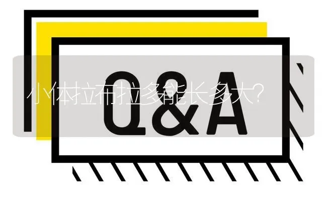 小体拉布拉多能长多大？ | 动物养殖问答