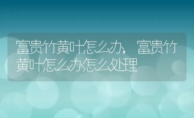 富贵竹黄叶怎么办,富贵竹黄叶怎么办怎么处理 | 宠物百科知识