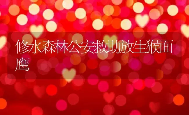 修水森林公安救助放生猴面鹰 | 特种养殖技术