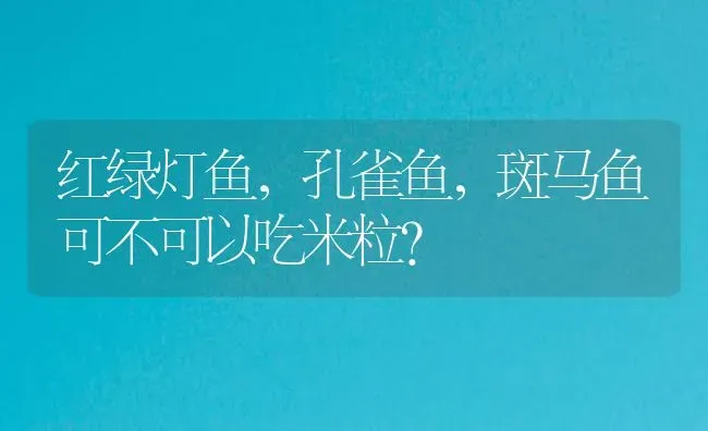 红绿灯鱼，孔雀鱼，斑马鱼可不可以吃米粒？ | 鱼类宠物饲养