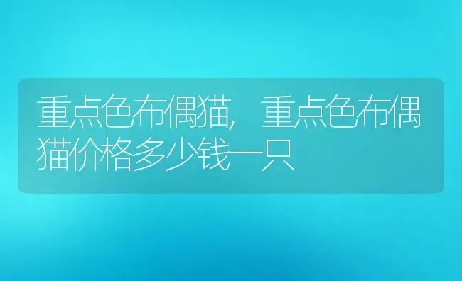 重点色布偶猫,重点色布偶猫价格多少钱一只 | 宠物百科知识