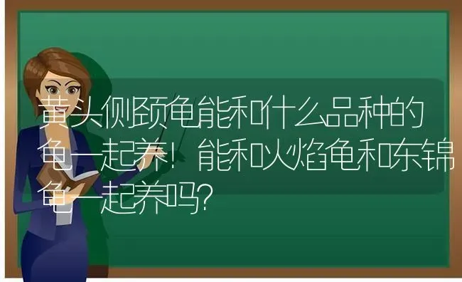 黄头侧颈龟能和什么品种的龟一起养！能和火焰龟和东锦龟一起养吗？ | 动物养殖问答