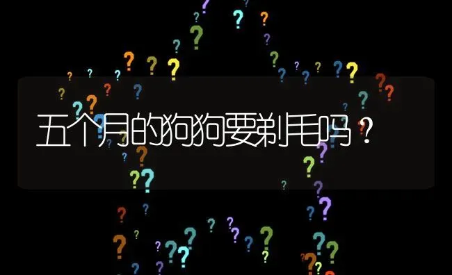 五个月的狗狗要剃毛吗？ | 动物养殖问答