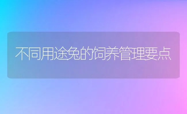 不同用途兔的饲养管理要点 | 动物养殖学堂