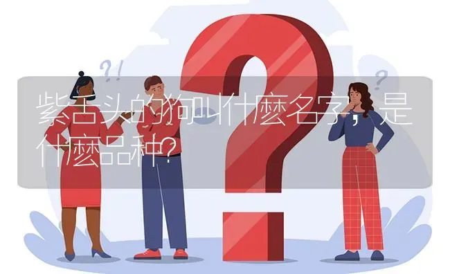 紫舌头的狗叫什麽名字，是什麽品种？ | 动物养殖问答