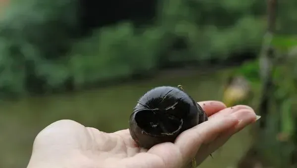 田螺对水草的危害