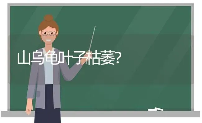 为什么豹猫不能养？ | 动物养殖问答