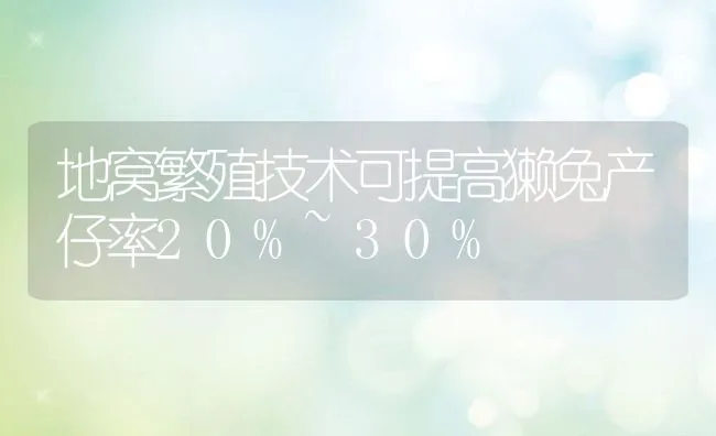 地窝繁殖技术可提高獭兔产仔率20%~30% | 动物养殖饲料