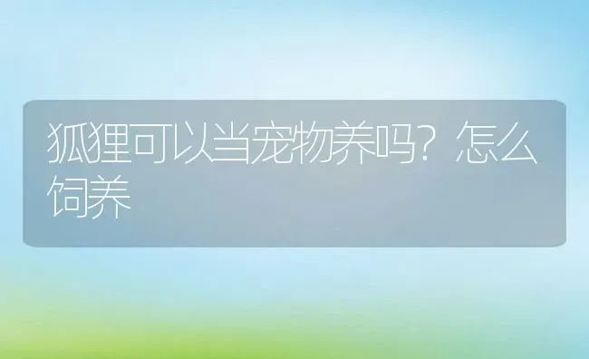 狐狸可以当宠物养吗？怎么饲养 | 动物养殖百科