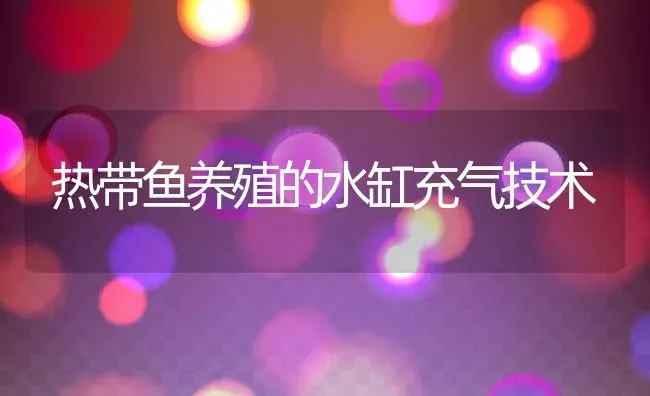 热带鱼养殖的水缸充气技术 | 动物养殖教程