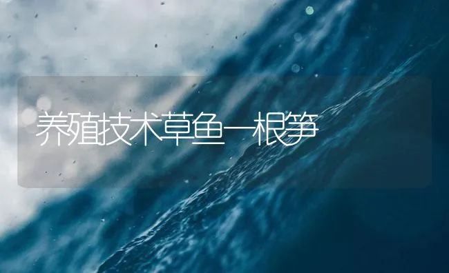 小龙虾的稻虾连作技术 | 海水养殖技术