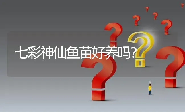 七彩神仙鱼苗好养吗？ | 鱼类宠物饲养