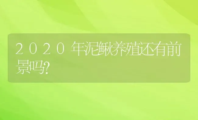 2020年泥鳅养殖还有前景吗？ | 动物养殖百科