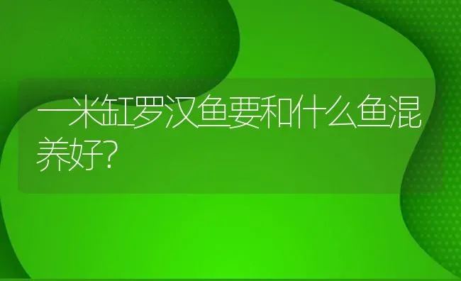 一米缸罗汉鱼要和什么鱼混养好？ | 鱼类宠物饲养