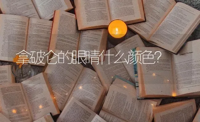 拿破仑的眼睛什么颜色？ | 动物养殖问答