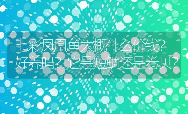 七彩凤凰鱼大概什么价钱？好养吗？它是短鲷还是卷贝？ | 鱼类宠物饲养