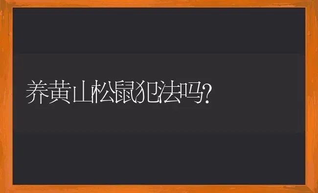 养黄山松鼠犯法吗？ | 动物养殖问答