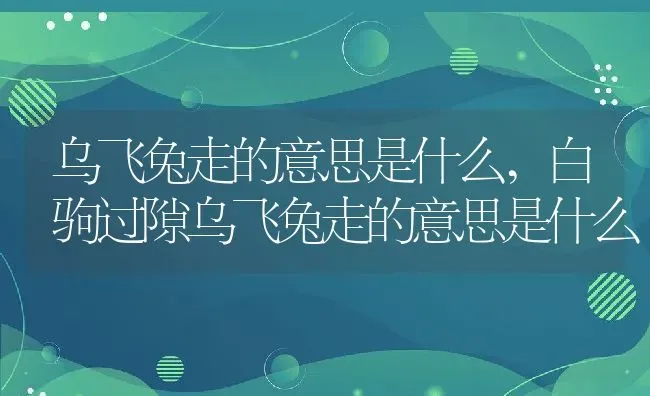 乌飞兔走的意思是什么,白驹过隙乌飞兔走的意思是什么 | 宠物百科知识