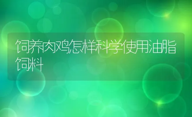 饲养肉鸡怎样科学使用油脂饲料 | 动物养殖饲料