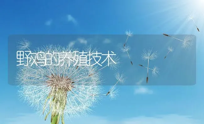 野鸡的养殖技术 | 动物养殖教程