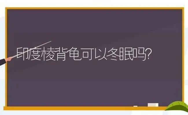 印度棱背龟可以冬眠吗？ | 动物养殖问答