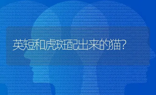 吉娃娃与小鹿犬哪个好一点？ | 动物养殖问答