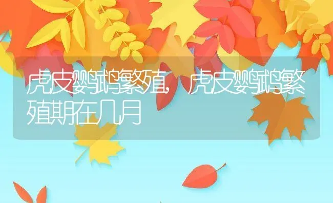 虎皮鹦鹉繁殖,虎皮鹦鹉繁殖期在几月 | 宠物百科知识