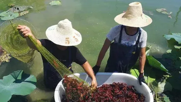 养虾的季节