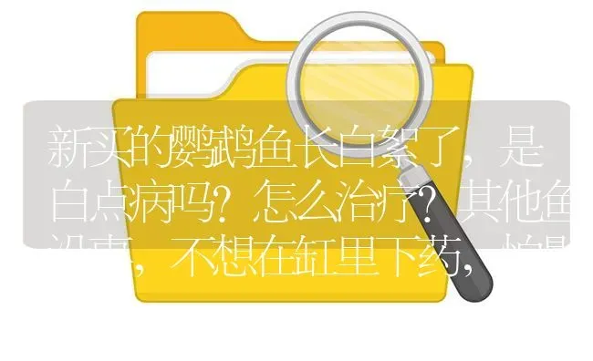 新买的鹦鹉鱼长白絮了，是白点病吗？怎么治疗？其他鱼没事，不想在缸里下药，怕影响硝化系统，需要单独药？ | 鱼类宠物饲养