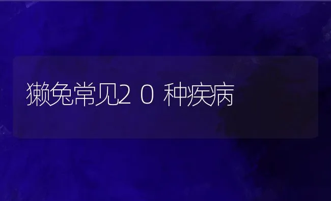 獭兔常见20种疾病 | 水产养殖知识