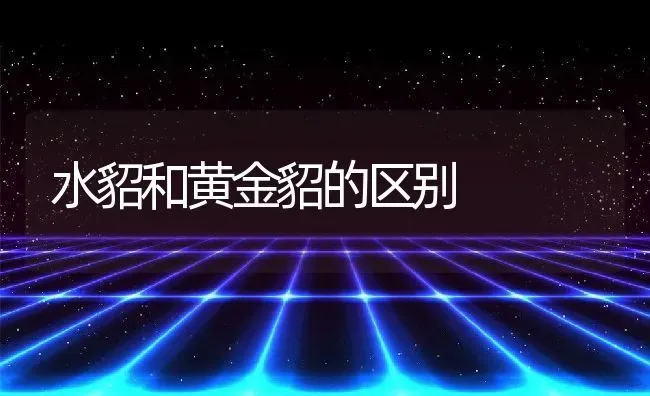 水貂和黄金貂的区别 | 动物养殖百科