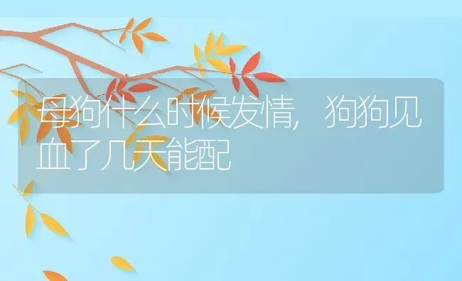 母狗什么时候发情,狗狗见血了几天能配 | 宠物百科知识