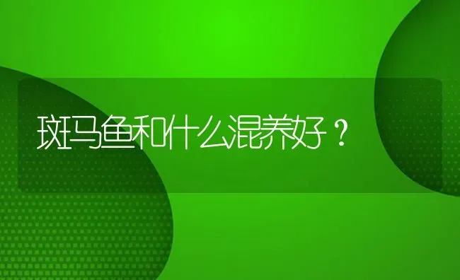 金苔鼠为什么在鱼缸里上蹿下跳？ | 鱼类宠物饲养