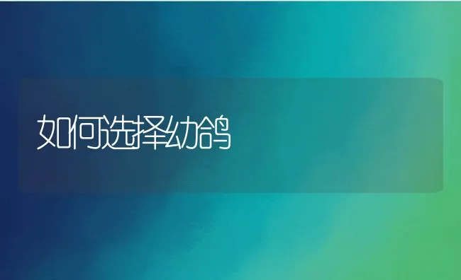 如何选择幼鸽 | 水产养殖知识