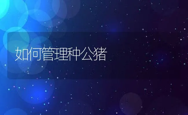 如何管理种公猪 | 动物养殖学堂