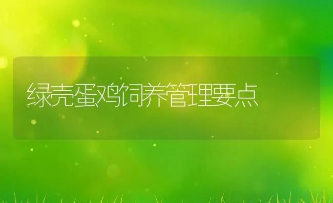 绿壳蛋鸡饲养管理要点 | 动物养殖教程