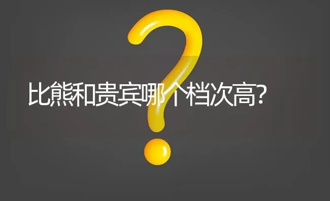 比熊和贵宾哪个档次高？ | 动物养殖问答