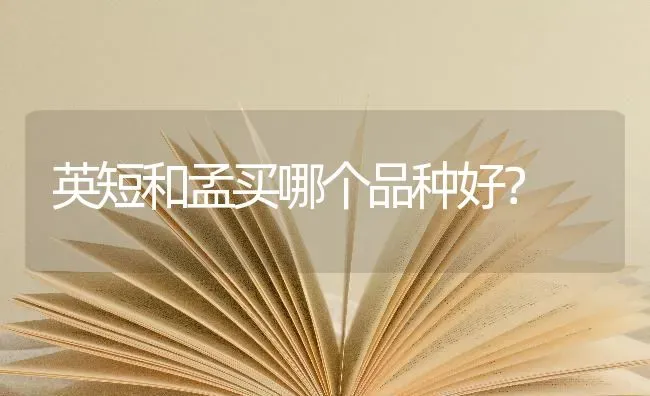 英短和孟买哪个品种好？ | 动物养殖问答