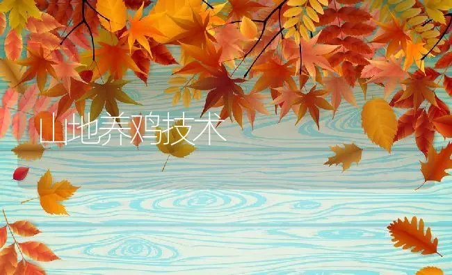 山地养鸡技术 | 动物养殖教程