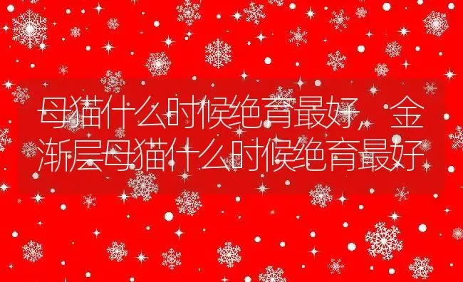 母猫什么时候绝育最好,金渐层母猫什么时候绝育最好 | 宠物百科知识