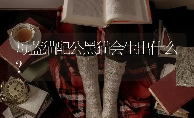 母蓝猫配公黑猫会生出什么？ | 动物养殖问答